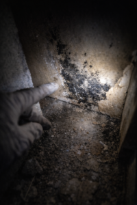 Flashlight revealing black mold growth on drywall and concrete in a basement corner with gloved hand partially visible during inspection in Layton Utah