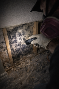 Technician using flashlight to inspect black mold growth behind removed baseboard on drywall and framing during mold remediation in a Layton Utah home
