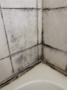 Black mold growth on shower tile grout in Layton UT bathroom